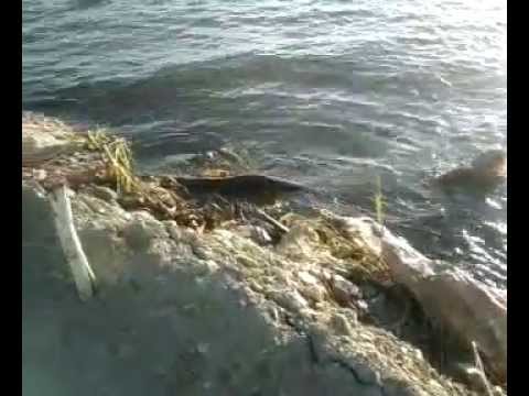 Lago Los Tacariguas -