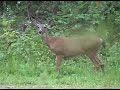 Deer Chases Fox