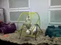 Hamsters at Pet Store