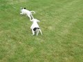 Drago & Cora Drago & Cora