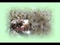 Master Gardener Program Open Master Gardener Program Open