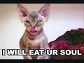 Humour - Funny real cats from internet -