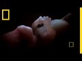 Have You Ever Seen a Dog Fetus?