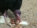CARNAGE SANGLANT REEL INSOUTENABLE