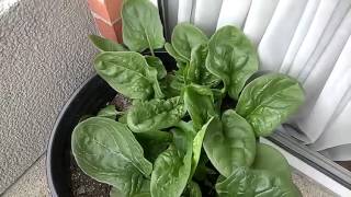 Las cosechas de mi huerta