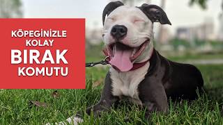 Köpeğime bırak komutunu nasıl öğretirim?