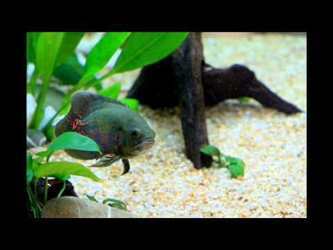how to grow oscar faster