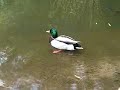 Pooping Duck