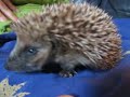 H�risson