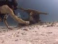 a friendly moray eel confuses the divers thumb with the sausage. please don't touched and feed the fishes! original: http://www.verficktescheisse.com/fisch-isst-daumen/
