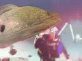 Moray Eel eats Thumb