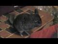 Chinchilla PlayTime. Little Bunny Foo Foo!!