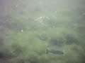 under water fish cam #2 under water fish cam #2