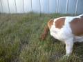 videos de La Michelle esta comiendo pasto *-*