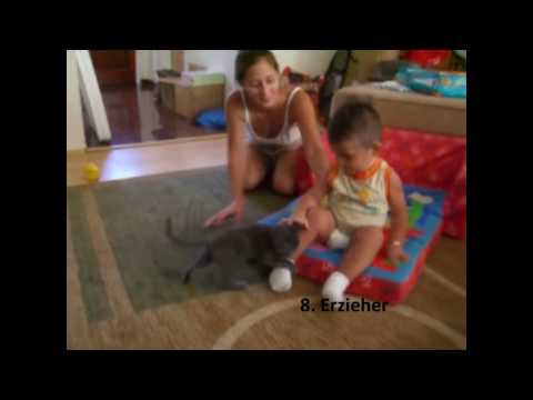 katze - 10 Intressante und lustige Berufe die auch Ihre Katze ausüben kann, wer weiss vielleicht Regieren Sie auch bald diese Erde, Katzen an die Macht. Lustige zusa...