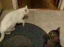 cat fight