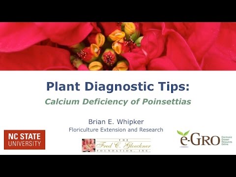 how to fertilize poinsettias