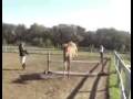 videos de Trakehner yearling colt free jumping 