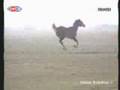 Susam Soka��   TRT   Nostaljik Video