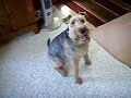 Welsh Terrier Baxter Welsh Terrier Baxter
