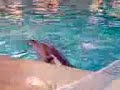 Park Dolphin