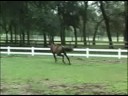 Black Bay Andalusians for Sale