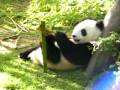 Baby Panda Zhen Zhen@San Diego Zoo 2