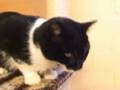 videos de Asielzoekers (Jurre)