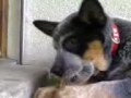 thea baraldi, australian cattle dog