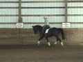 Guinevere - 3 yr old Can WB mare for sale