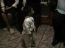 bernabe bailando bulerias en la navidad (flamenco)