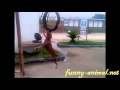 Dog tire biting and hanging swing spinning
