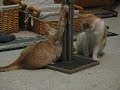 Ernie and Wilbur, brother kitties, Pole Wrestling