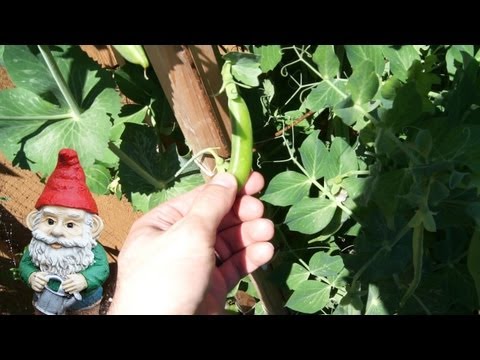 how to snap peas