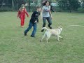 Alf y sus primos