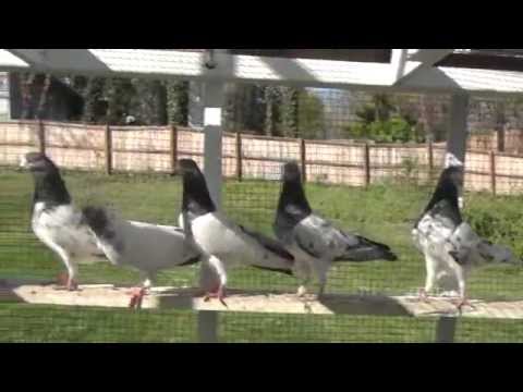 indian pigeon - Pakistani and Indian High Flying pigeons in USA. For questions call 240-731-2924.
