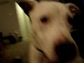 Pitbull attacks owner
