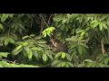 Naturaleza.mov
