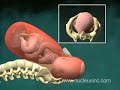Animación Médica de 3D sobre el Parto Vaginal (Coronamiento)