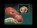 El-parto-vaginal-en-