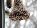 Nuthatch-Titmouse-12-31-09.wmv