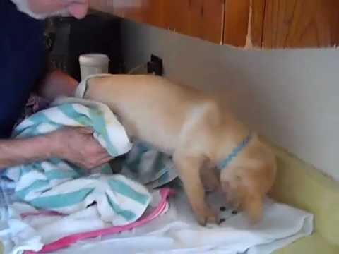 How to Bathe a Puppy