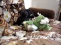 Bull Terrier Miniatura video