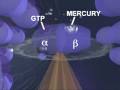 How Mercury Destroys the Brain - University of Calgary