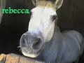 mes amis les chevaux