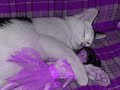 Wierd kitties!