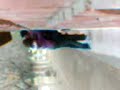 la melisa y el fety apretando