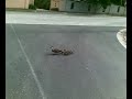 Duckies