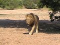 Luangwa Valley = Lions