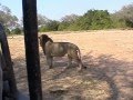 Luangwa Valley = Lions